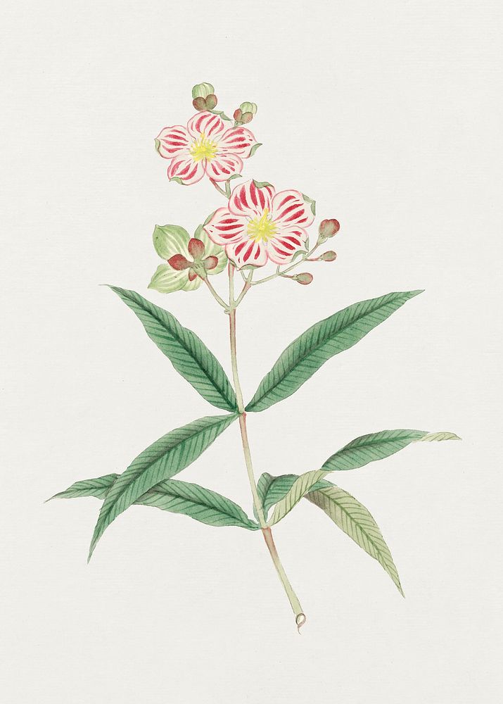 Japanese red on white blossoms (ca. 1870&ndash;1880) painting in high resolution. Original from Library of Congress.…