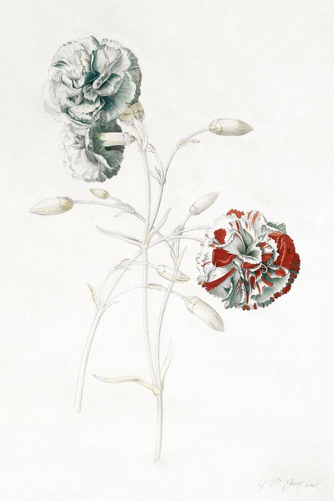Carnations illustration in high resolution by Georg Dionysius Ehret (1708-1770). Original from Getty Museum. Digitally…