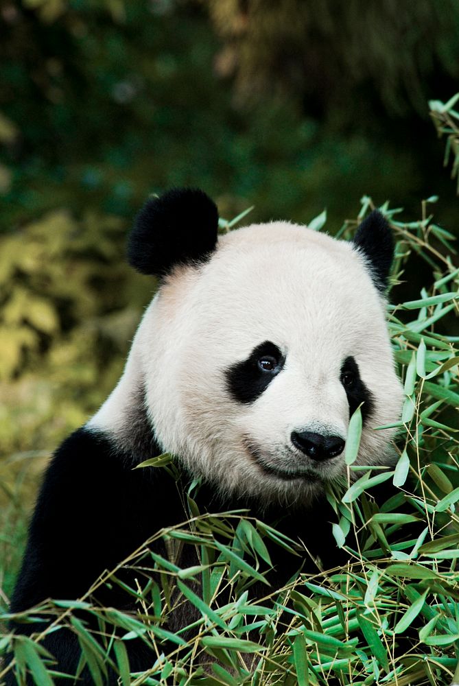 Giant Panda (2005) by Jessie Cohen. Original from Smithsonian's National Zoo. Digitally enhanced by rawpixel.