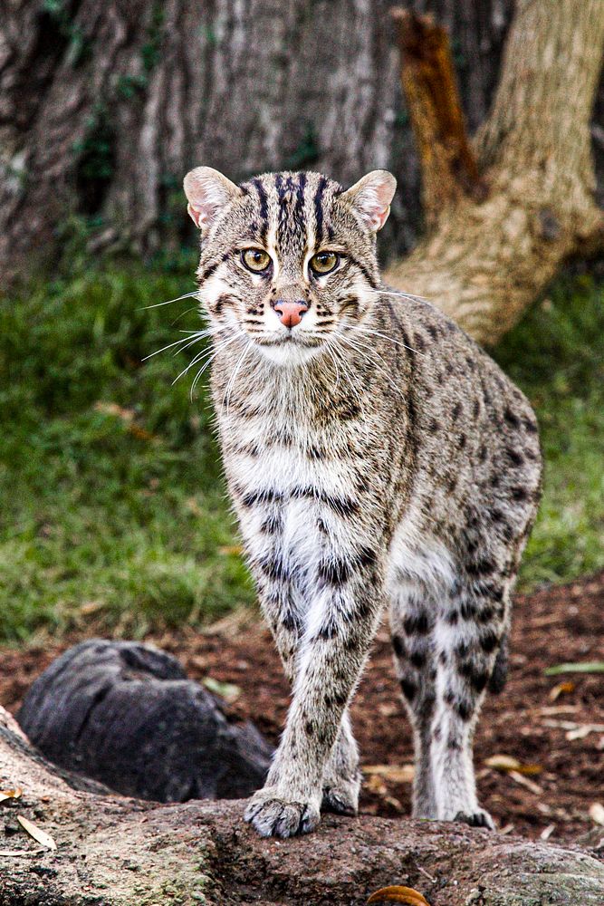 Fishing Cat (2006) by Jessie Cohen. Original from Smithsonian's National Zoo. Digitally enhanced by rawpixel.