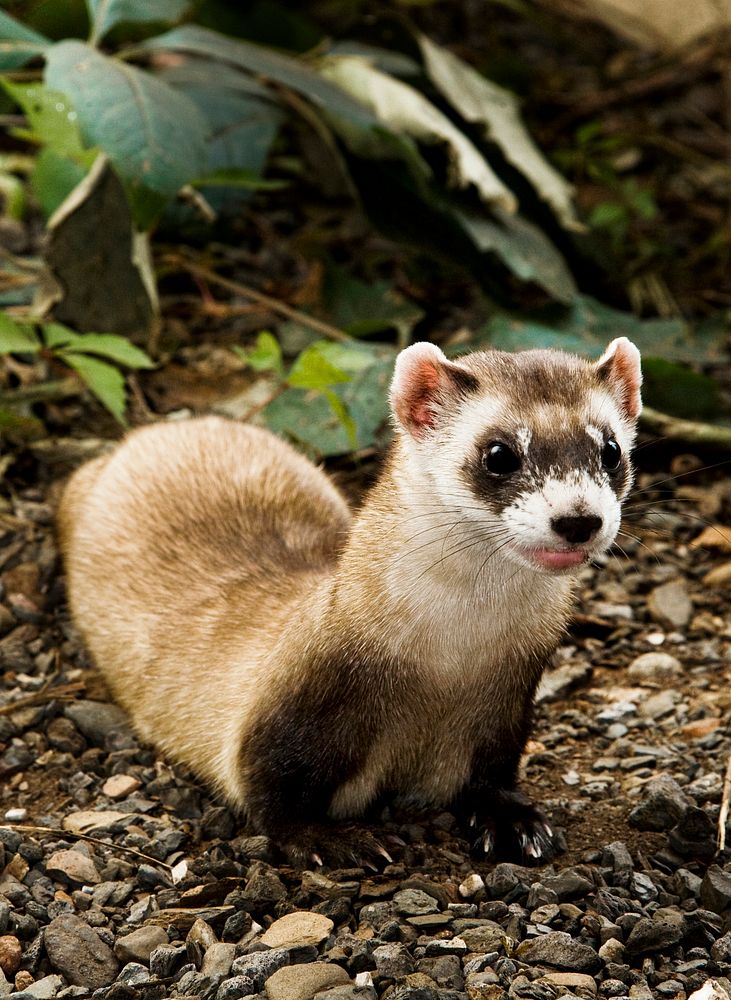 Black-footed Ferret (2009). Original from Smithsonian's National Zoo. Digitally enhanced by rawpixel.