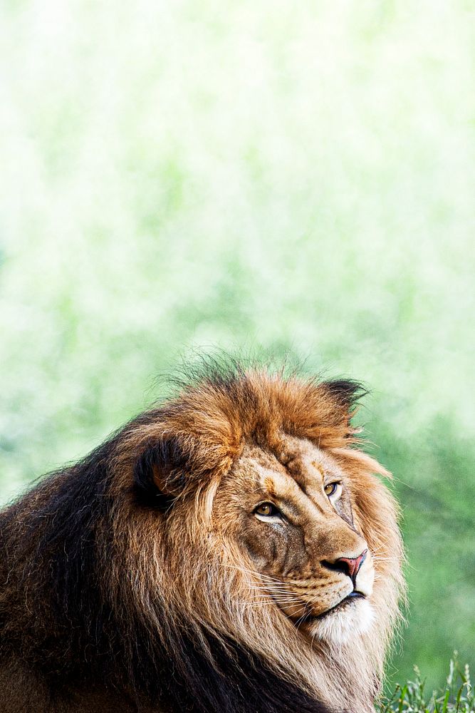 African Lion on green background, remixed from photography by Mehgan Murphy