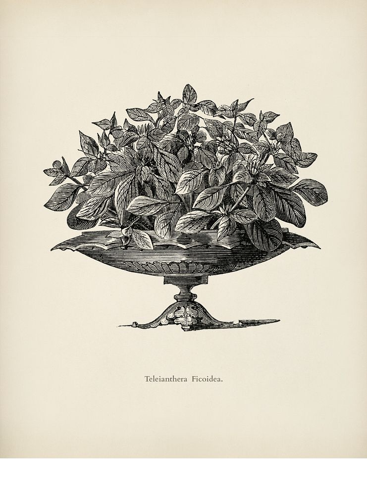 Teleianthera ficodea by Benjamin Fawcett (1808-1893) for Shirley Hibberd&rsquo;s (1825-1890) New and Rare Beautiful-Leaved…
