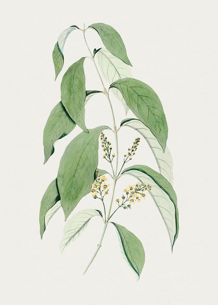 Hand drawn malpighia flower. Original from Biodiversity Heritage Library. Digitally enhanced by rawpixel.