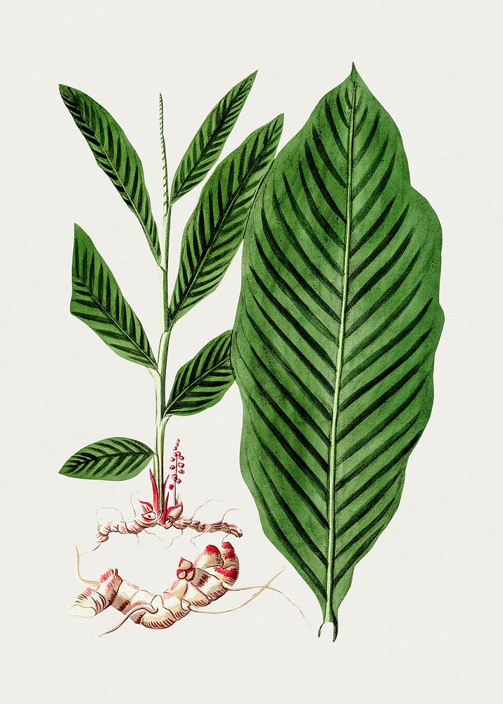 Hand drawn alpinia plant. Original from Biodiversity Heritage Library. Digitally enhanced by rawpixel.