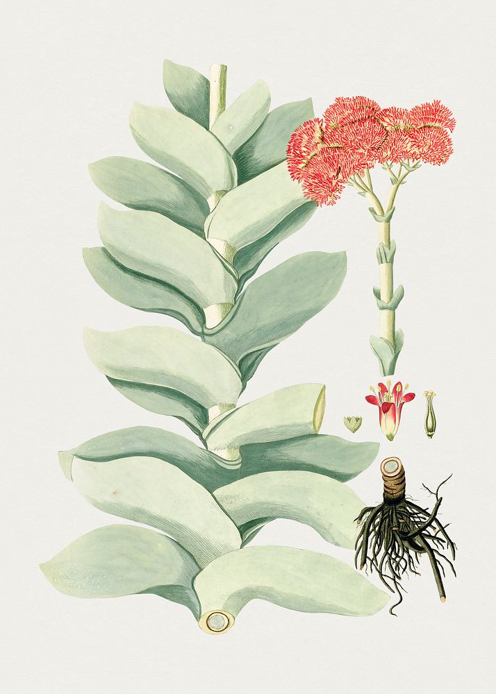 Hand drawn propeller succulent. Original from Biodiversity Heritage Library. Digitally enhanced by rawpixel.
