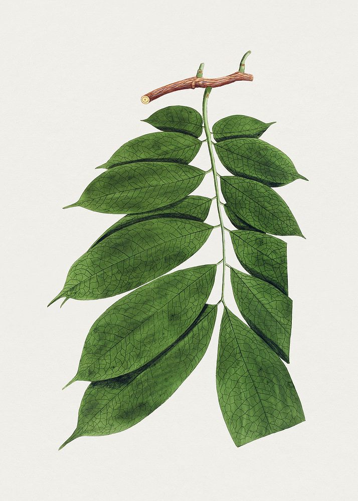 Hand drawn brownea leucantha leaf. Original from Biodiversity Heritage Library. Digitally enhanced by rawpixel.