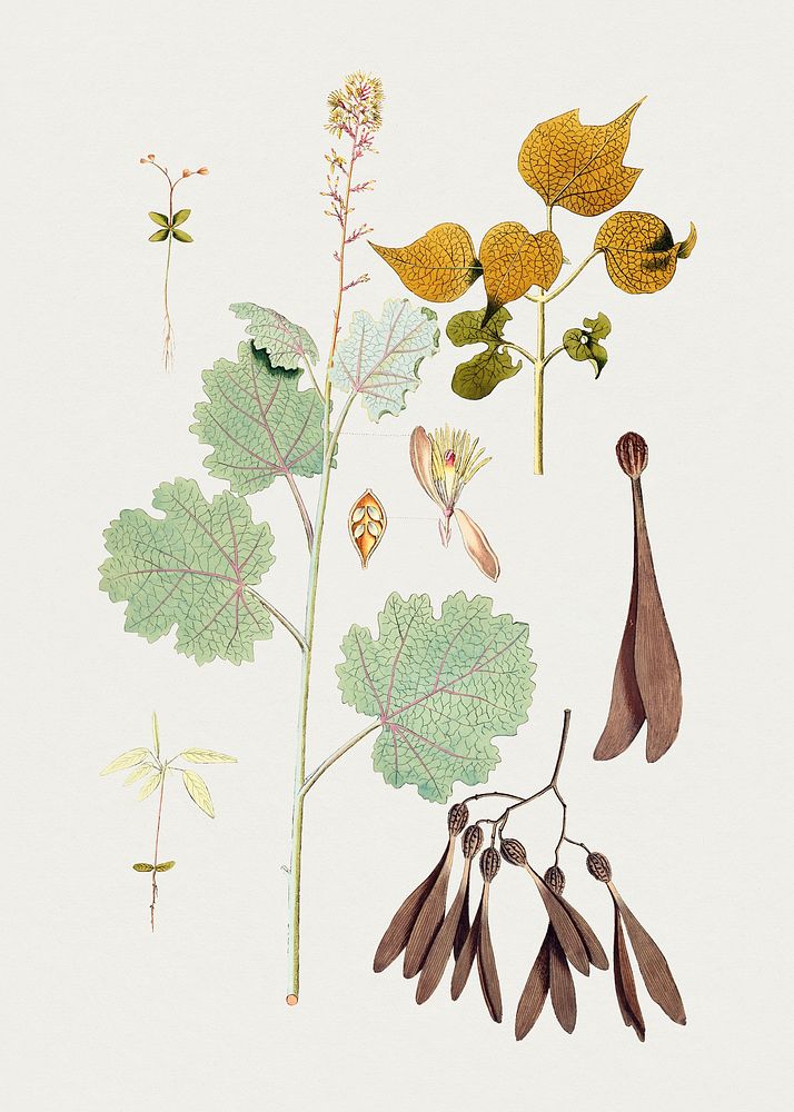Hand drawn macleaya cordata plant. Original from Biodiversity Heritage Library. Digitally enhanced by rawpixel.