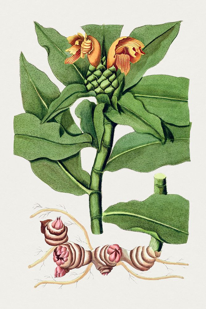 Hand drawn costus villosissimus. Original from Biodiversity Heritage Library. Digitally enhanced by rawpixel.