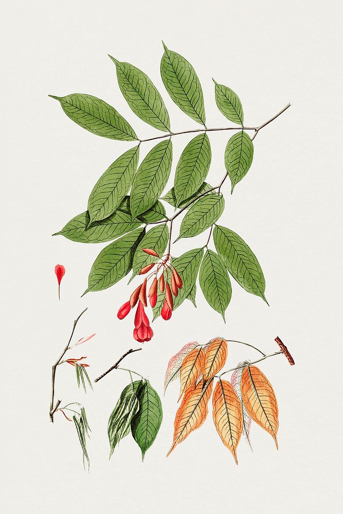 Hand drawn brownea branch. Original from Biodiversity Heritage Library. Digitally enhanced by rawpixel.