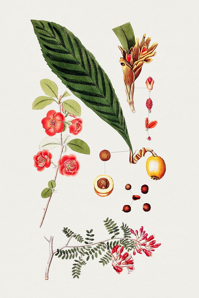 Vintage Japanese quince and loquat. Original from Biodiversity Heritage Library. Digitally enhanced by rawpixel.