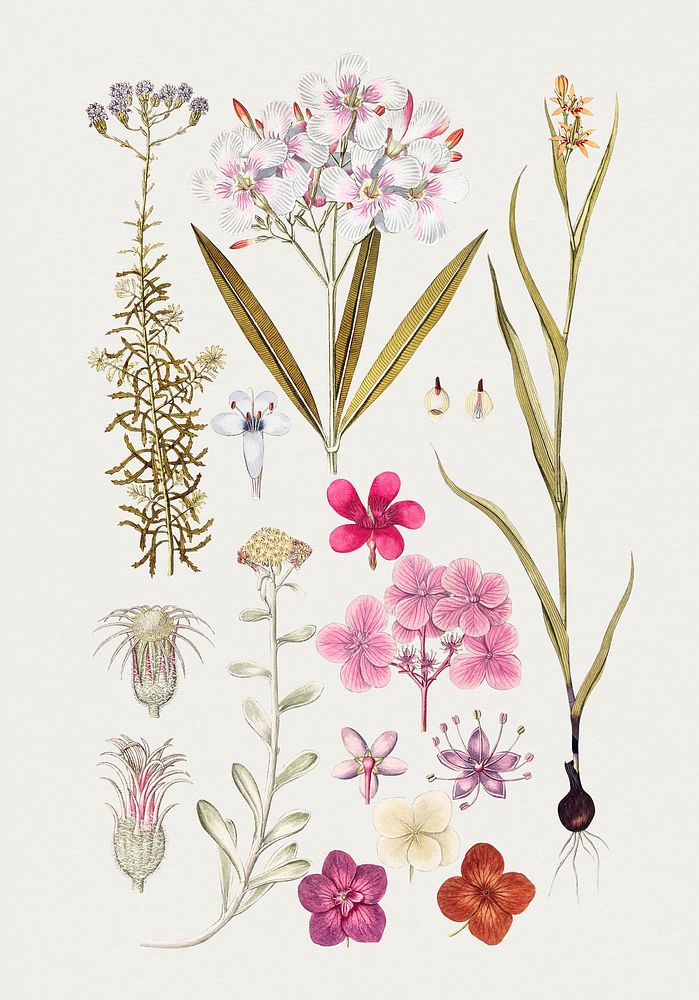 Hand drawn pink flowers. Original from Biodiversity Heritage Library. Digitally enhanced by rawpixel.