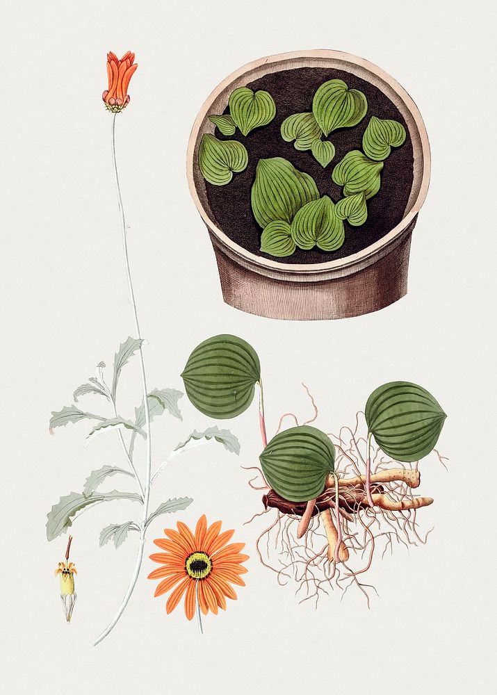 Hand drawn eriospermum orange flower. Original from Biodiversity Heritage Library. Digitally enhanced by rawpixel.