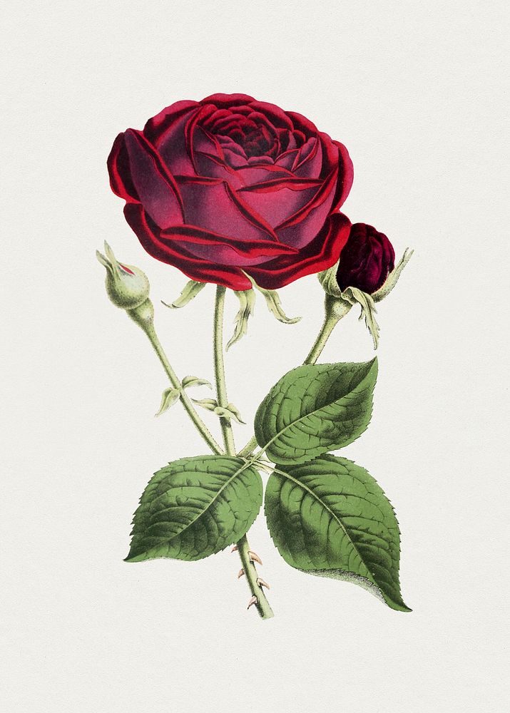 Hand drawn red rose. Original from Biodiversity Heritage Library. Digitally enhanced by rawpixel.