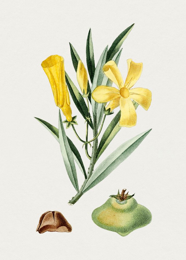 Vintage yellow oleander flower. Original from Biodiversity Heritage Library. Digitally enhanced by rawpixel.