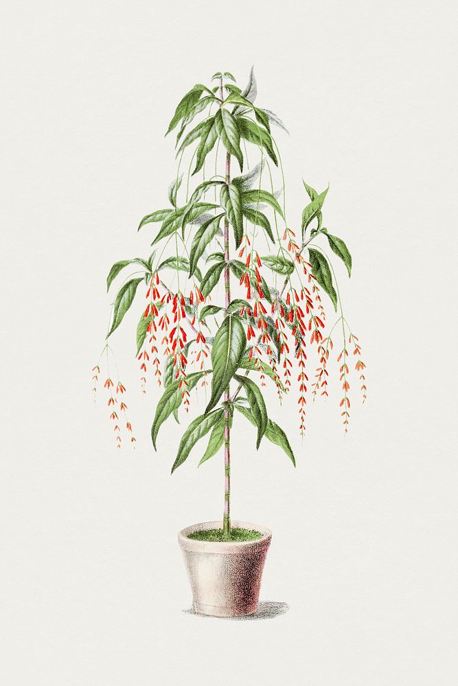 Hand drawn firespike tree. Original from Biodiversity Heritage Library. Digitally enhanced by rawpixel.