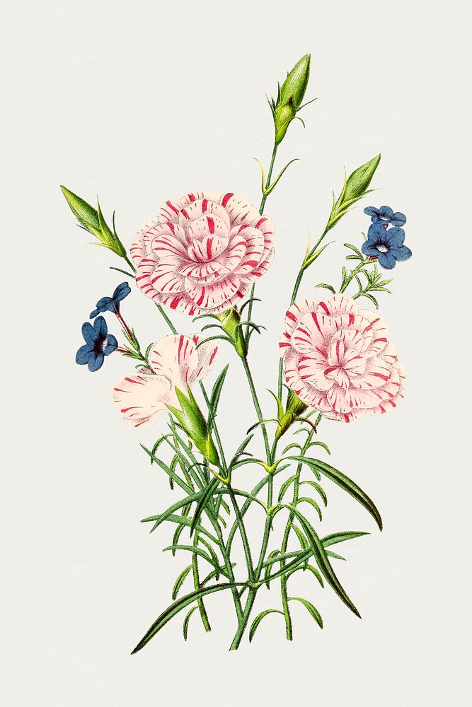 Hand drawn carnations. Original from Biodiversity Heritage Library. Digitally enhanced by rawpixel.