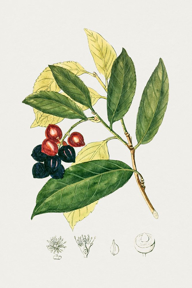 Vintage cherry laurel fruit. Original from Biodiversity Heritage Library. Digitally enhanced by rawpixel.