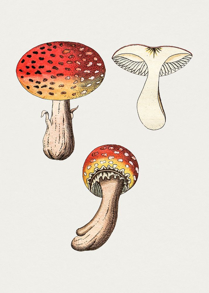 Hand drawn fly agaric mushroom. Original from Biodiversity Heritage Library. Digitally enhanced by rawpixel.