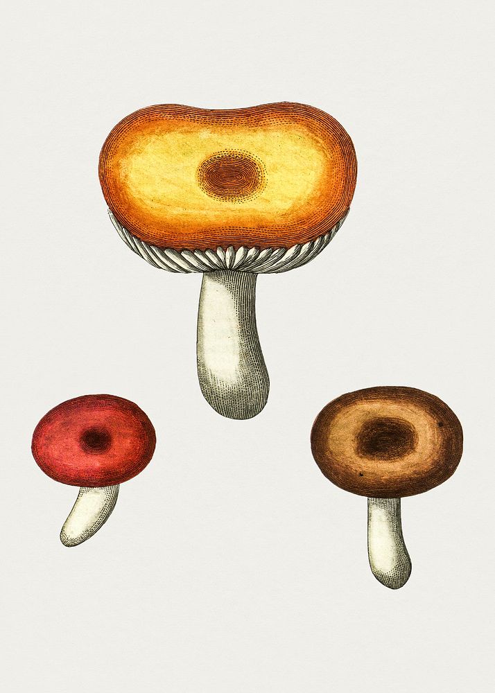 Hand drawn galerina mushroom. Original from Biodiversity Heritage Library. Digitally enhanced by rawpixel.