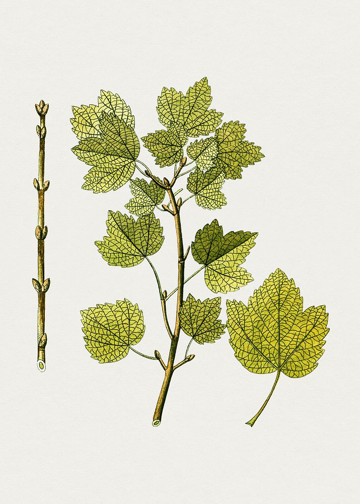 Hand drawn maple branch. Original from Biodiversity Heritage Library. Digitally enhanced by rawpixel.