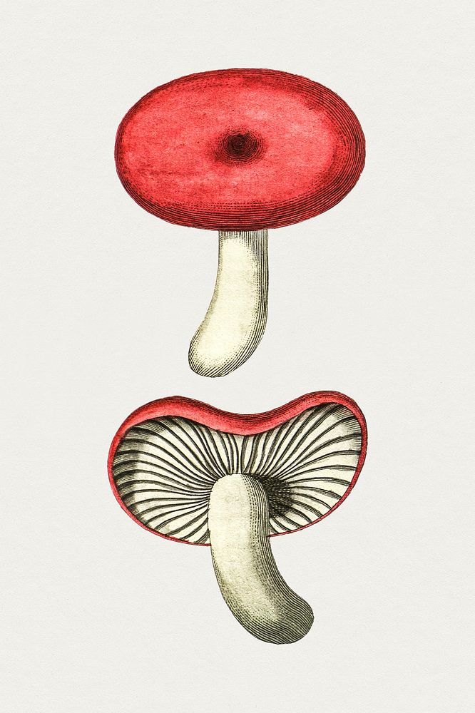Vintage cortinarius purpureus mushroom. Original from Biodiversity Heritage Library. Digitally enhanced by rawpixel.