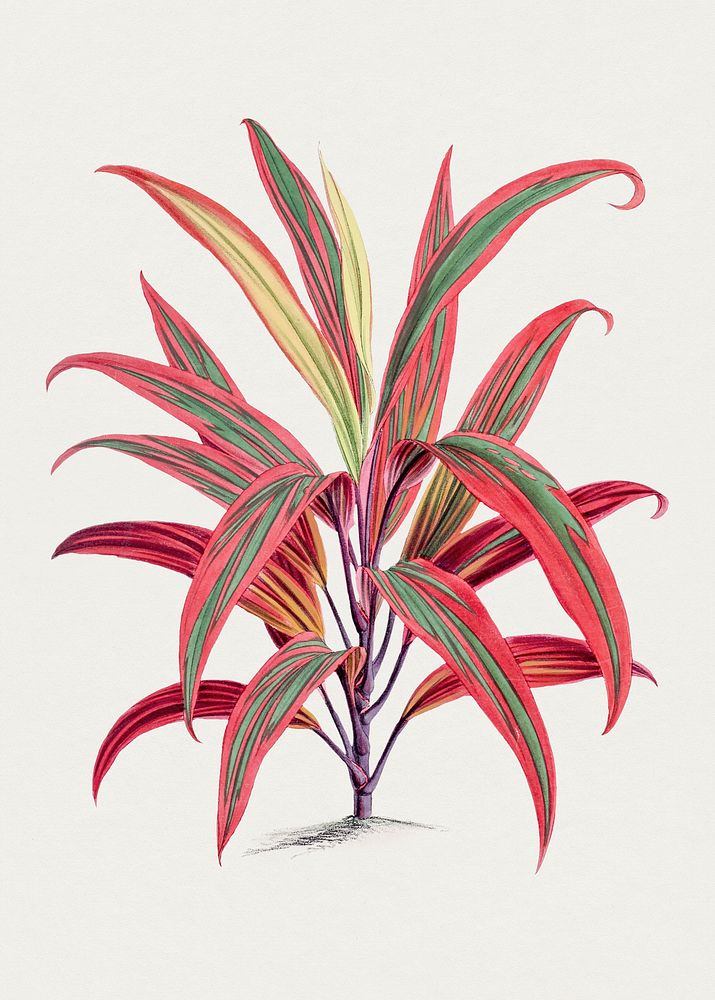 Hand drawn ti plant. Original from Biodiversity Heritage Library. Digitally enhanced by rawpixel.