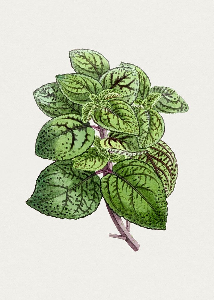Hand drawn coleus plant. Original from Biodiversity Heritage Library. Digitally enhanced by rawpixel.