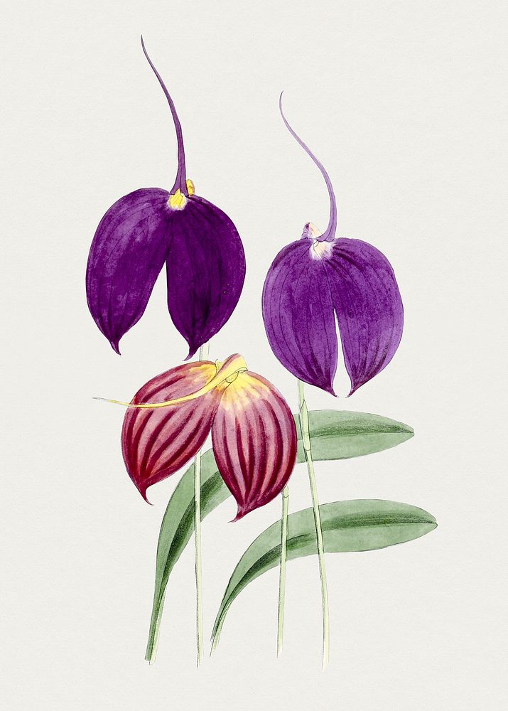 Hand draw purple wildflower. Original from Biodiversity Heritage Library. Digitally enhanced by rawpixel.