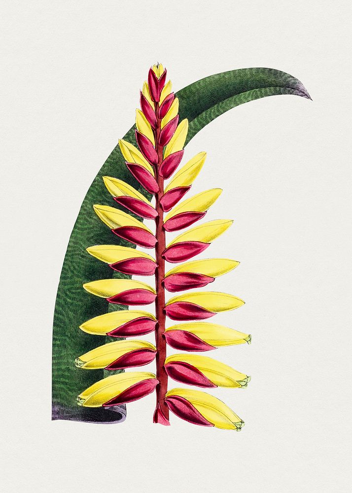 Vintage vriesea bromelia plant. Original from Biodiversity Heritage Library. Digitally enhanced by rawpixel.