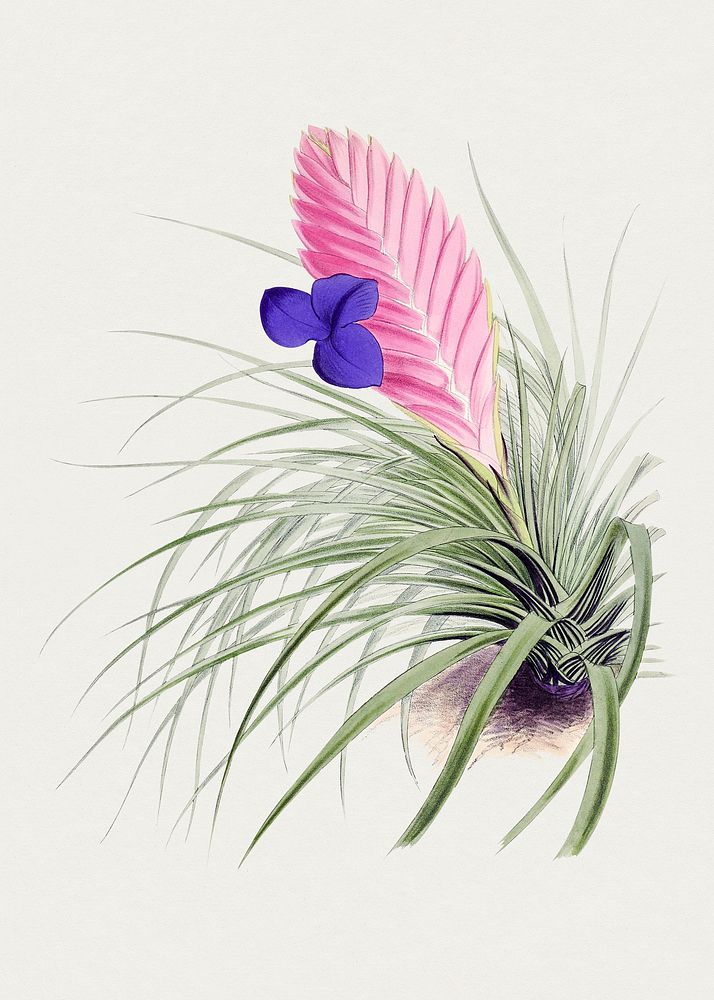 Hand drawn pink quill. Original from Biodiversity Heritage Library. Digitally enhanced by rawpixel.