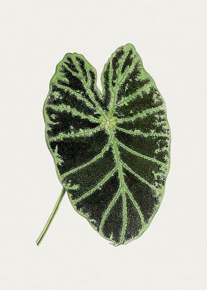 Hand drawn colocasia black beauty leaf. Original from Biodiversity Heritage Library. Digitally enhanced by rawpixel.