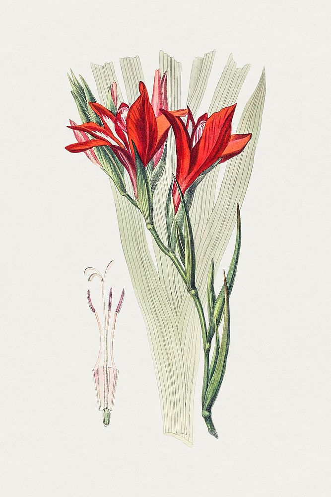 Hand drawn red sword lily. Original from Biodiversity Heritage Library. Digitally enhanced by rawpixel.