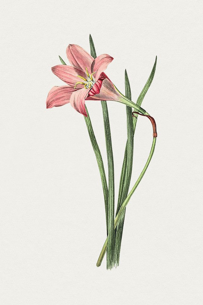 Vintage pink rain lily. Original from Biodiversity Heritage Library. Digitally enhanced by rawpixel.