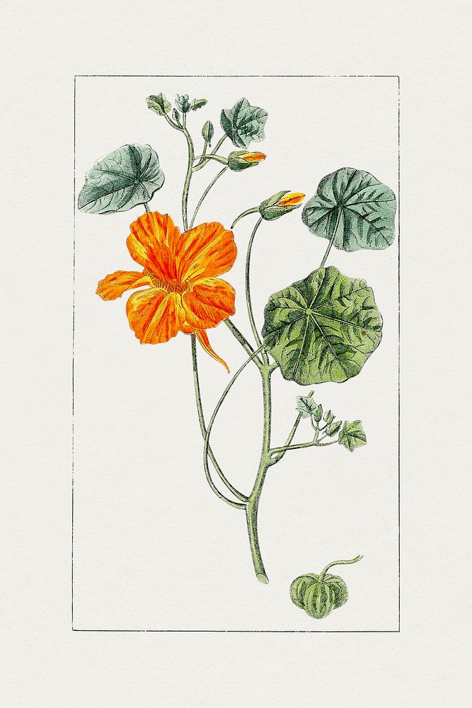 Hand drawn garden nasturtium. Original from Biodiversity Heritage Library. Digitally enhanced by rawpixel.
