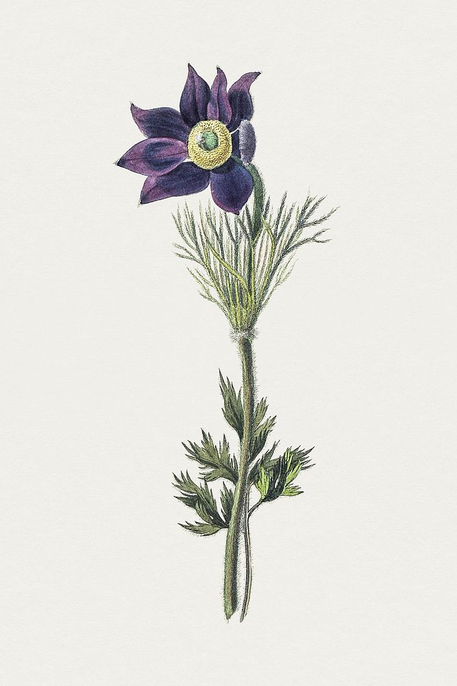 Hand drawn pasqueflower. Original from Biodiversity Heritage Library. Digitally enhanced by rawpixel.