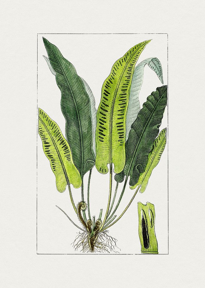 Vintage hart's-tongue fern. Original from Biodiversity Heritage Library. Digitally enhanced by rawpixel.