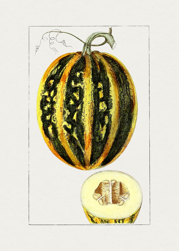 Hand drawn pumpkin. Original from Biodiversity Heritage Library. Digitally enhanced by rawpixel.