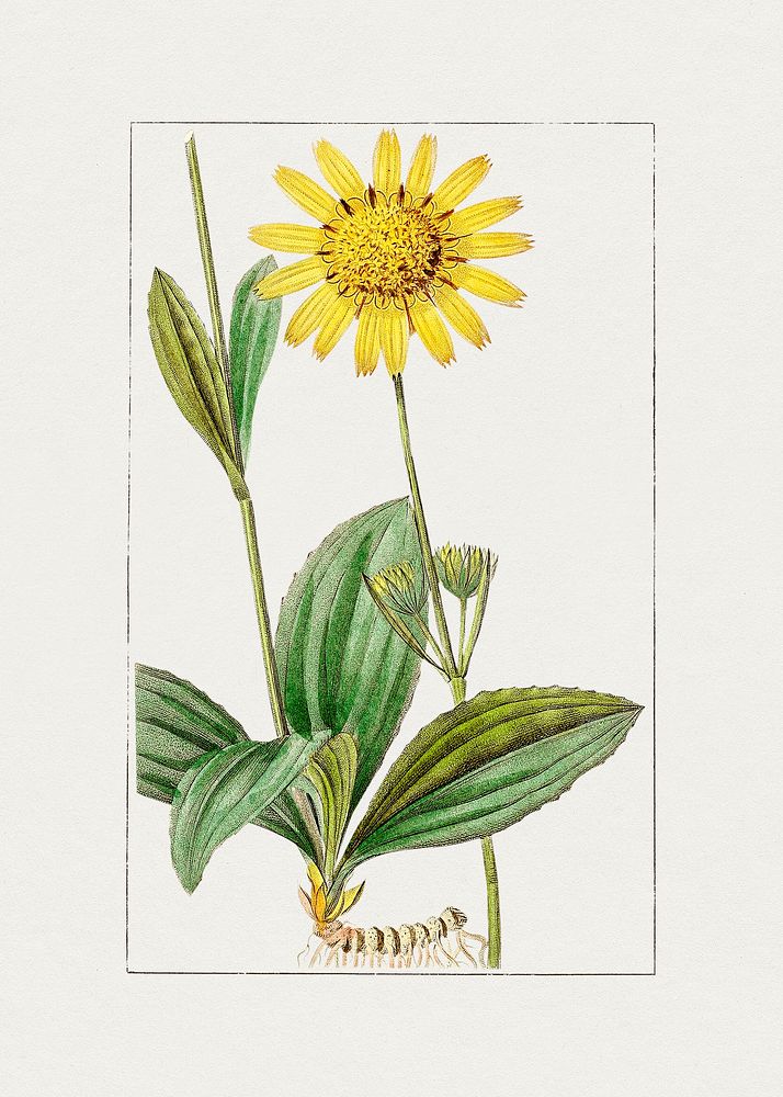 Hand drawn mountain arnica. Original from Biodiversity Heritage Library. Digitally enhanced by rawpixel.
