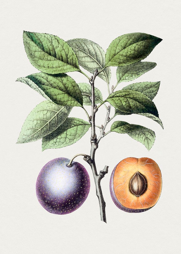 Hand drawn purple plum. Original from Biodiversity Heritage Library. Digitally enhanced by rawpixel.