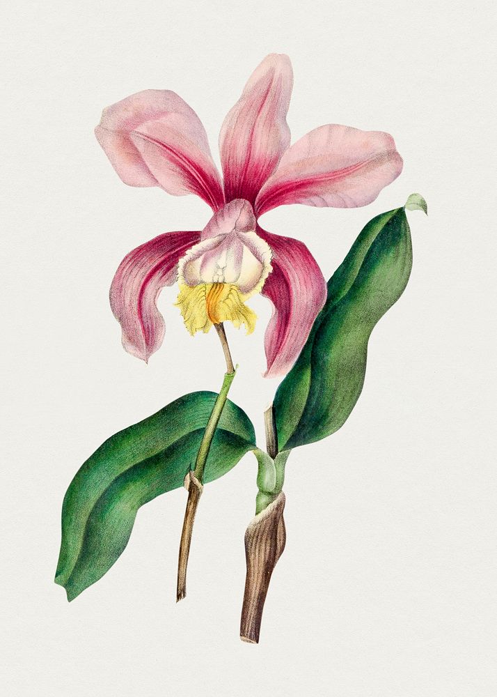 Vintage piattleya orchid. Original from Biodiversity Heritage Library. Digitally enhanced by rawpixel.
