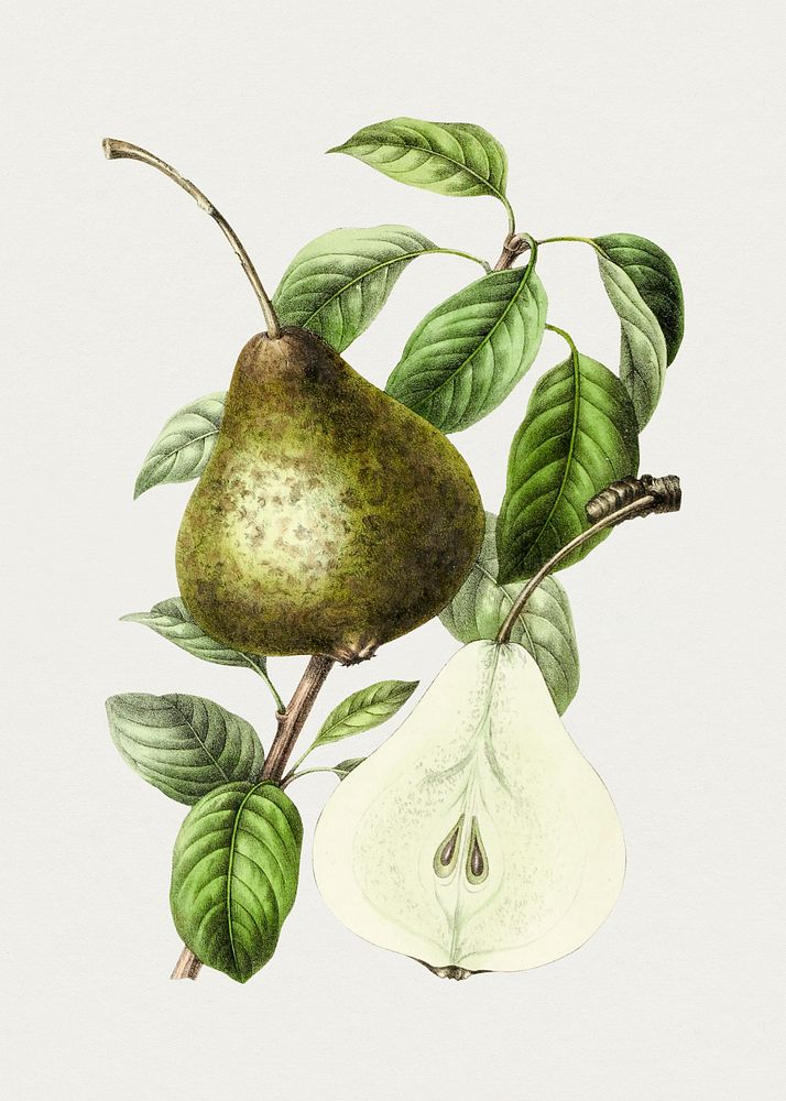 Hand drawn pear. Original from Biodiversity Heritage Library. Digitally enhanced by rawpixel.