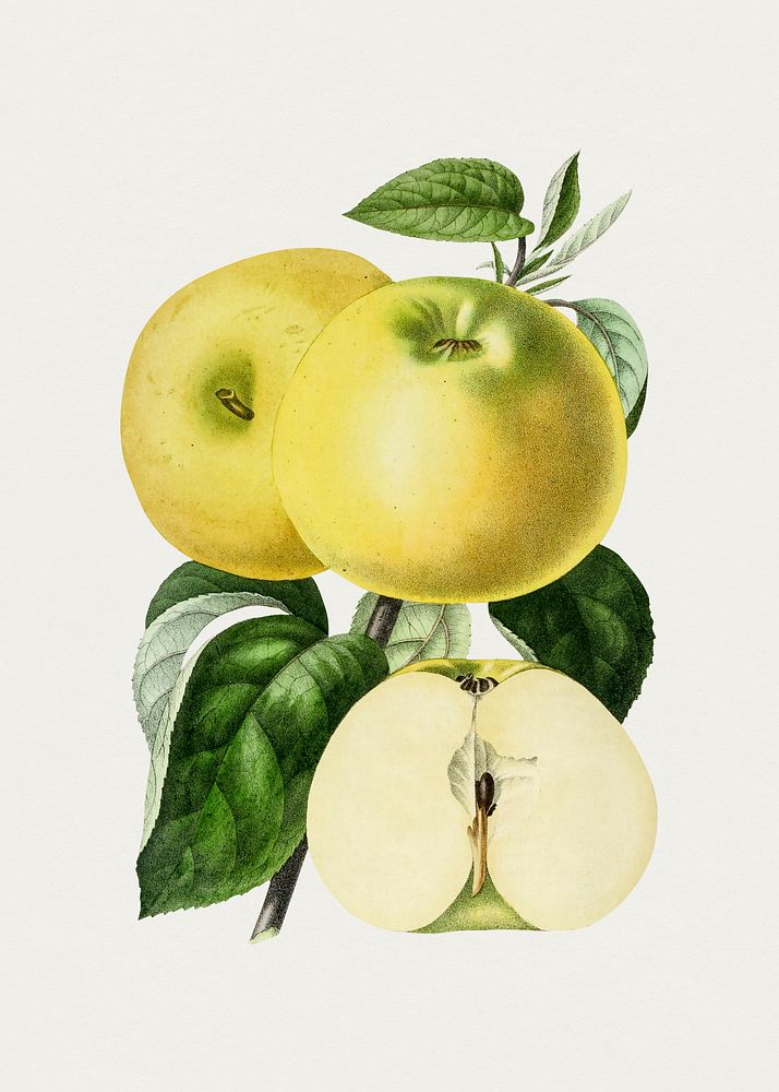 Hand drawn yellow apple. Original from Biodiversity Heritage Library. Digitally enhanced by rawpixel.