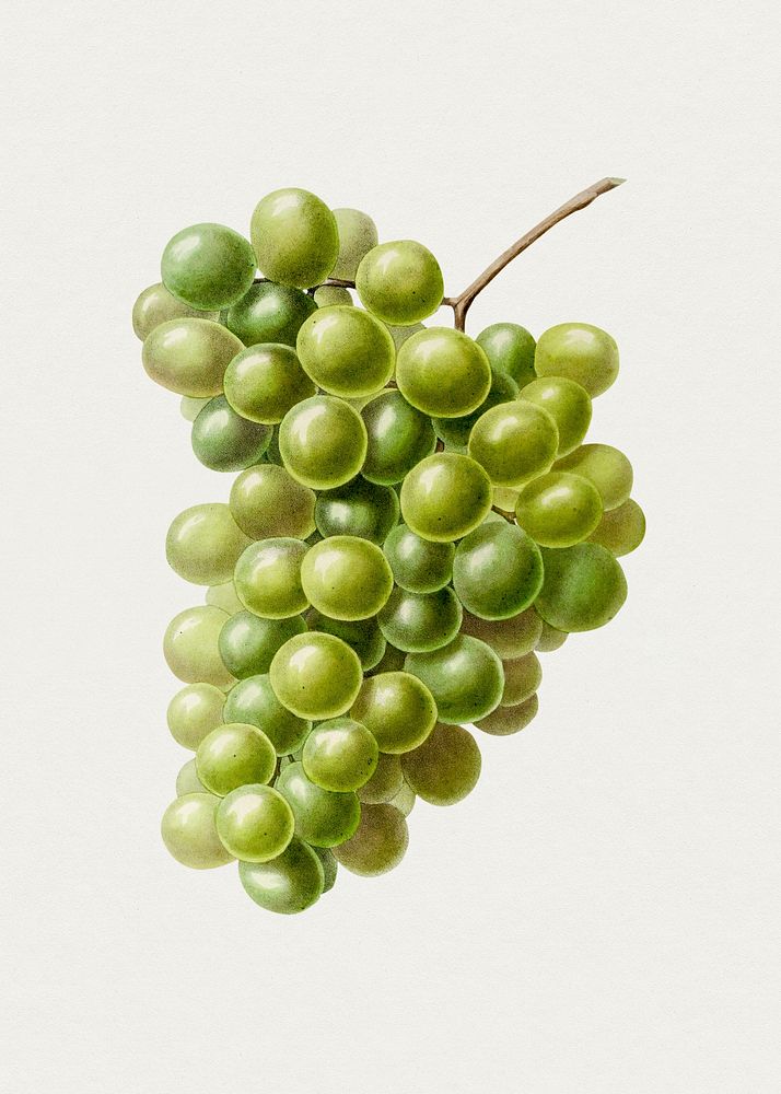 Hand drawn white grapes. Original from Biodiversity Heritage Library. Digitally enhanced by rawpixel.