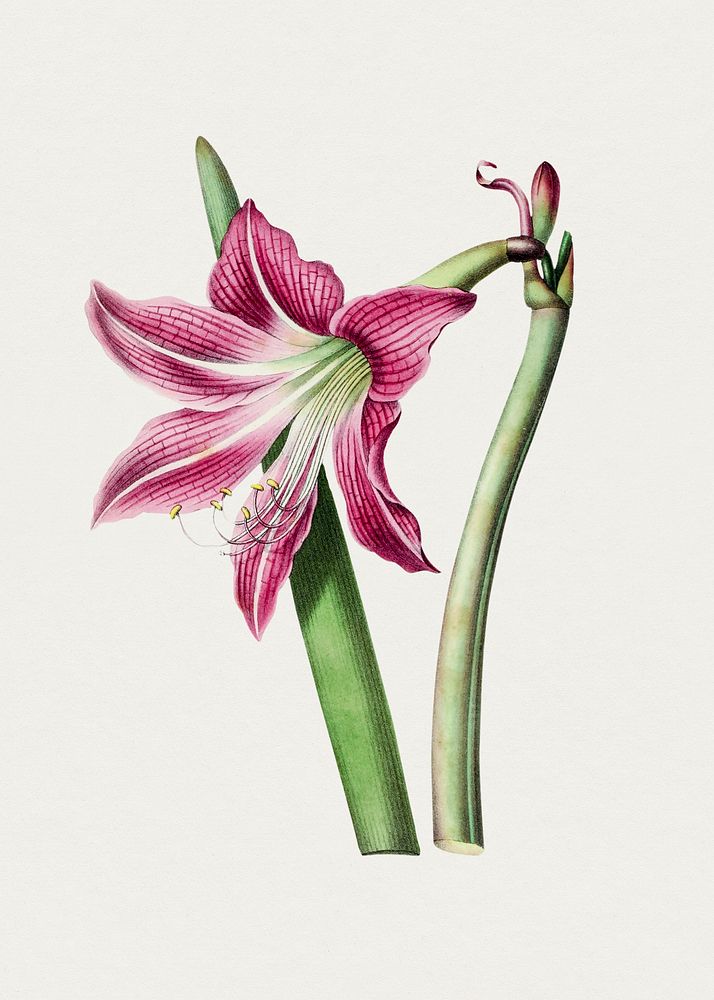 Vintage pink amaryllis lily flower. Original from Biodiversity Heritage Library. Digitally enhanced by rawpixel.