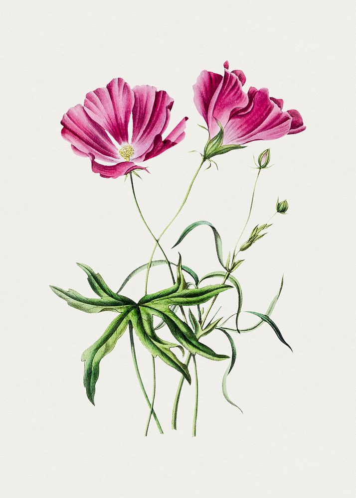 Hand drawn pink poppy. Original from Biodiversity Heritage Library. Digitally enhanced by rawpixel.