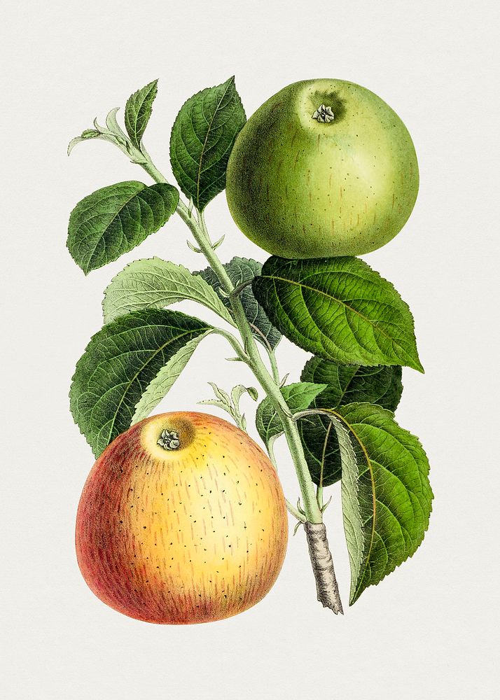 Hand drawn apple. Original from Biodiversity Heritage Library. Digitally enhanced by rawpixel.