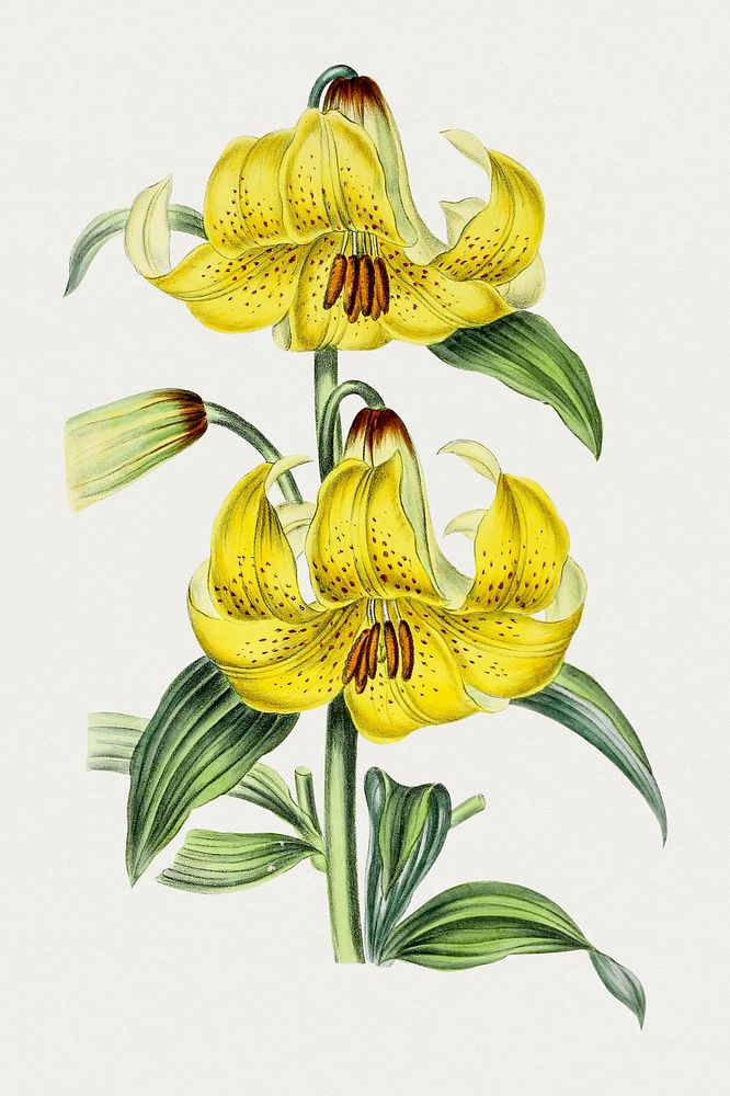 Hand drawn yellow lily. Original from Biodiversity Heritage Library. Digitally enhanced by rawpixel.