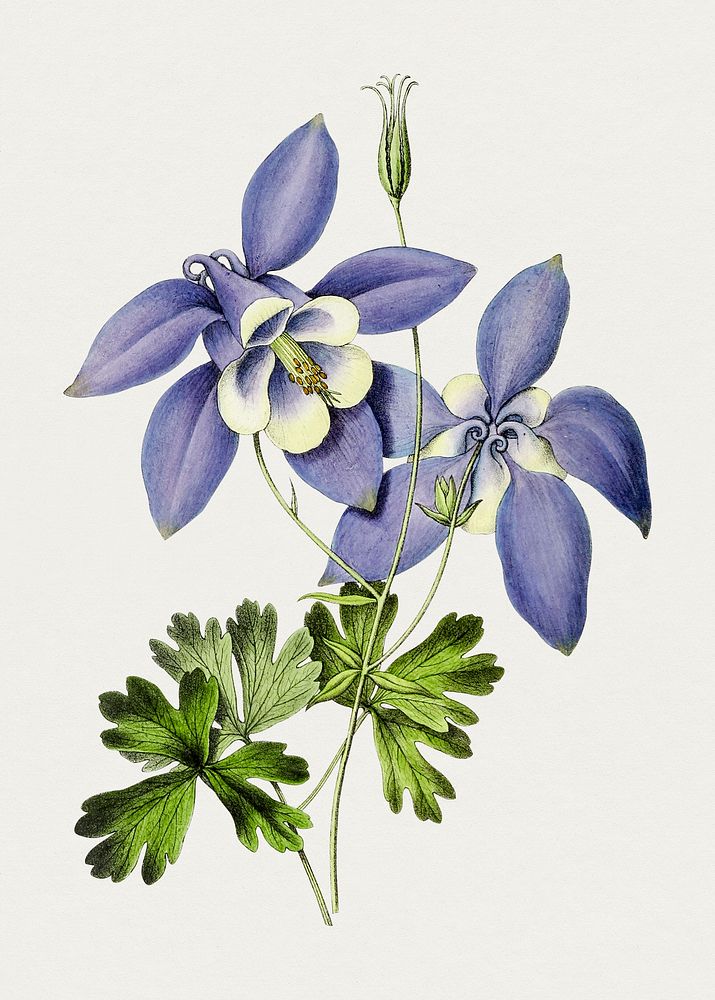 Hand drawn blue columbine flower. Original from Biodiversity Heritage Library. Digitally enhanced by rawpixel.