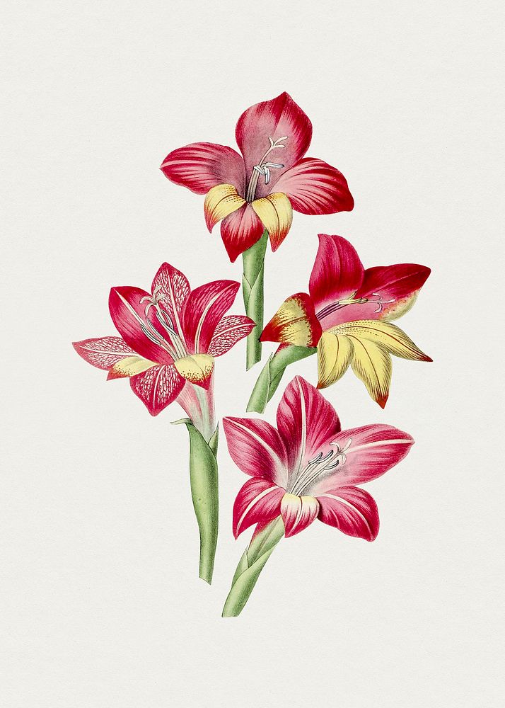 Hand drawn red gladiolus. Original from Biodiversity Heritage Library. Digitally enhanced by rawpixel.